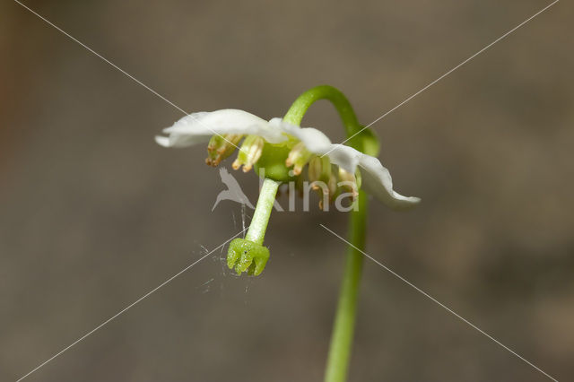 Eenbloemig wintergroen (Moneses uniflora)