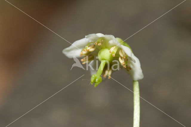 Eenbloemig wintergroen (Moneses uniflora)