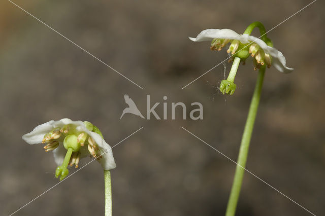 Eenbloemig wintergroen (Moneses uniflora)