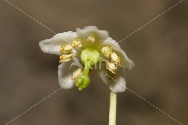 Eenbloemig wintergroen (Moneses uniflora)