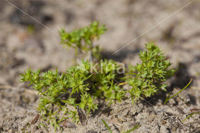 Eenjarige hardbloem (Scleranthus annuus)