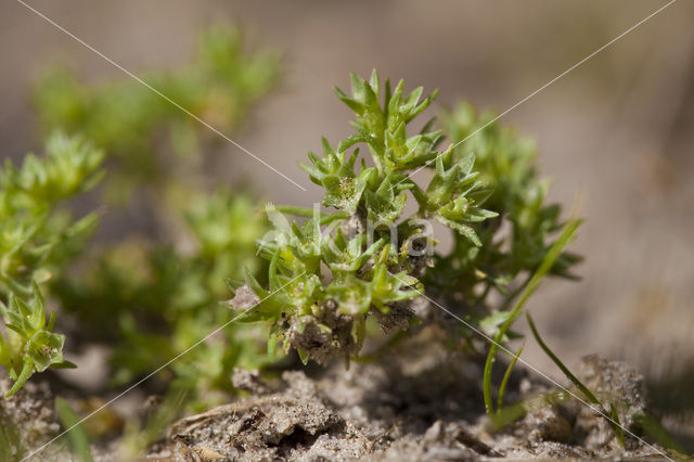 Eenjarige hardbloem (Scleranthus annuus)