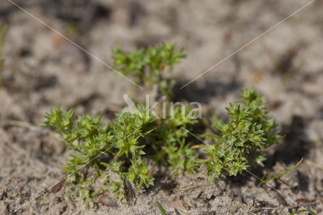 Eenjarige hardbloem (Scleranthus annuus)