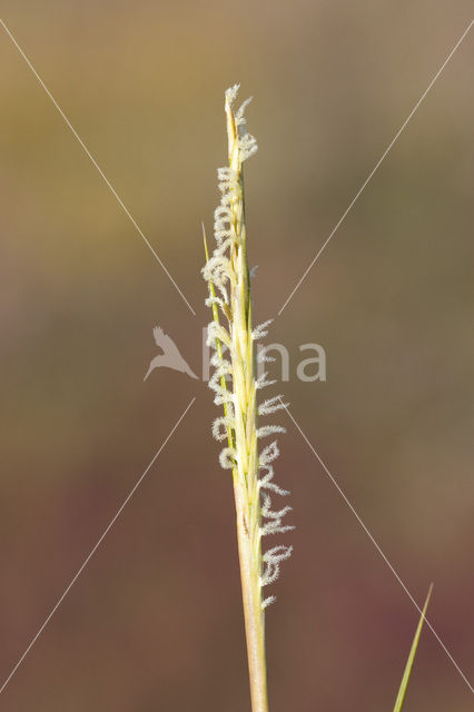 Engels slijkgras (Spartina anglica)