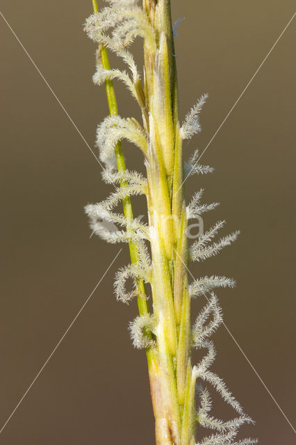 Engels slijkgras (Spartina anglica)