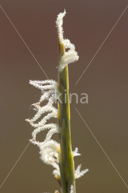 Engels slijkgras (Spartina anglica)