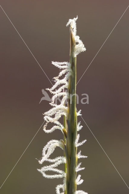 Engels slijkgras (Spartina anglica)