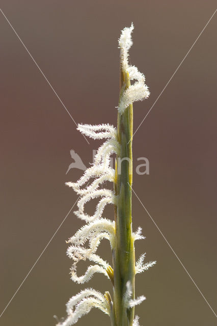 Engels slijkgras (Spartina anglica)