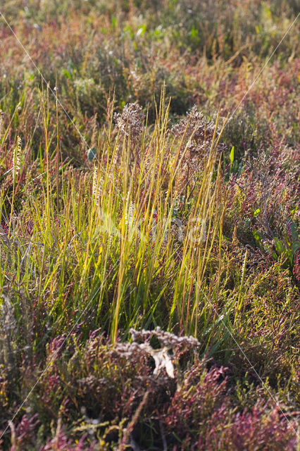 Engels slijkgras (Spartina anglica)