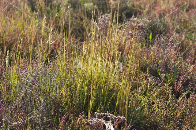 Engels slijkgras (Spartina anglica)