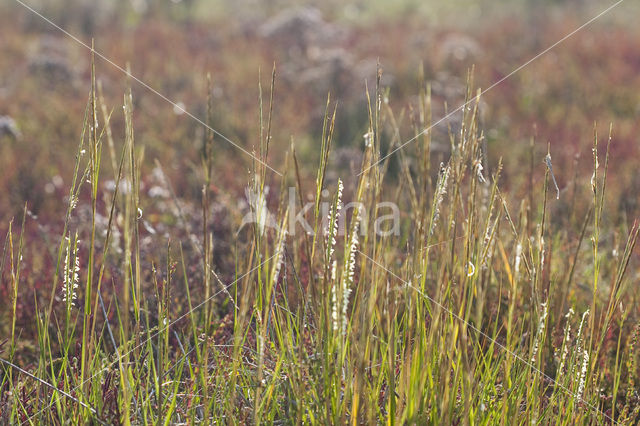 Engels slijkgras (Spartina anglica)