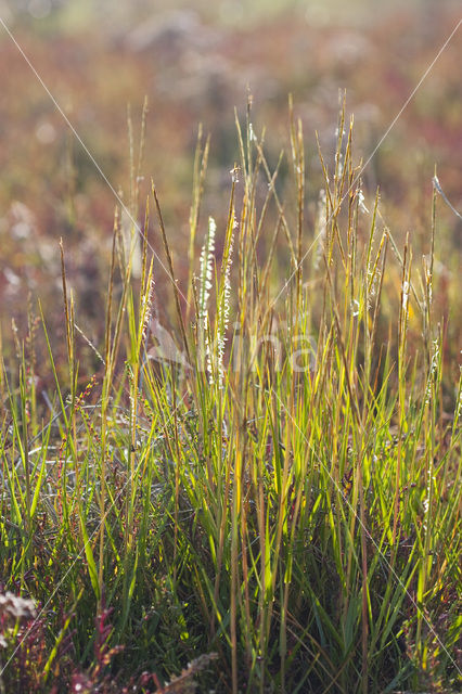 Engels slijkgras (Spartina anglica)