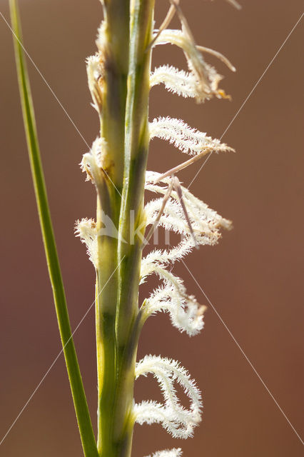 Engels slijkgras (Spartina anglica)