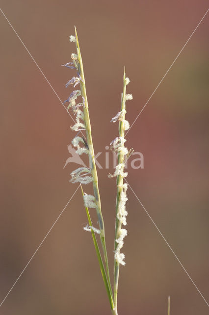 Engels slijkgras (Spartina anglica)