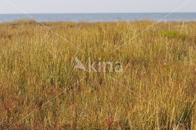 Engels slijkgras (Spartina anglica)