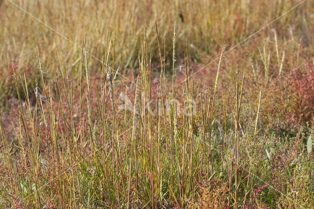 Engels slijkgras (Spartina anglica)