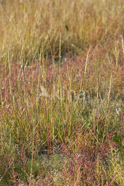 Engels slijkgras (Spartina anglica)