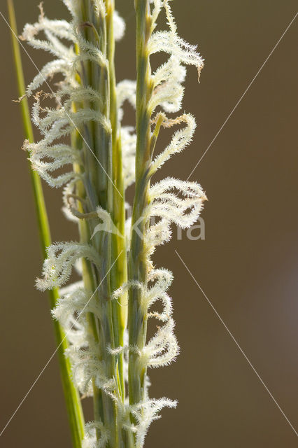 Engels slijkgras (Spartina anglica)