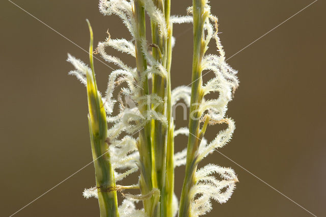 Engels slijkgras (Spartina anglica)