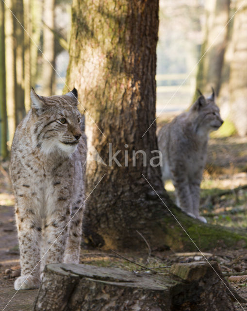 Eurasian Lynx (Lynx lynx)