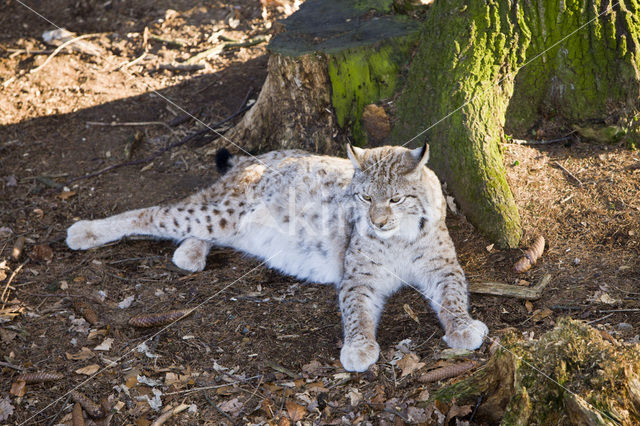 Euraziatische lynx (Lynx lynx)