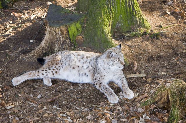 Euraziatische lynx (Lynx lynx)