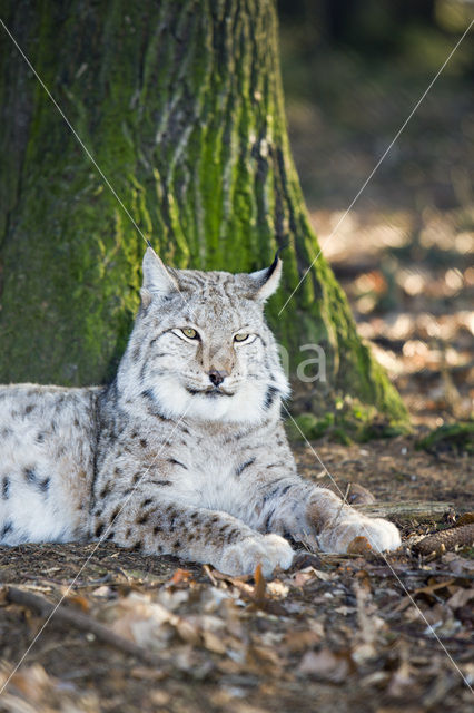 Euraziatische lynx (Lynx lynx)