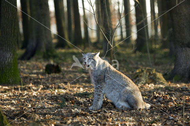 Euraziatische lynx (Lynx lynx)