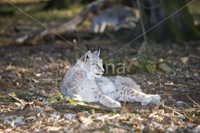 Euraziatische lynx (Lynx lynx)