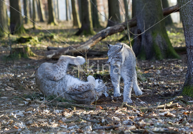 Euraziatische lynx (Lynx lynx)