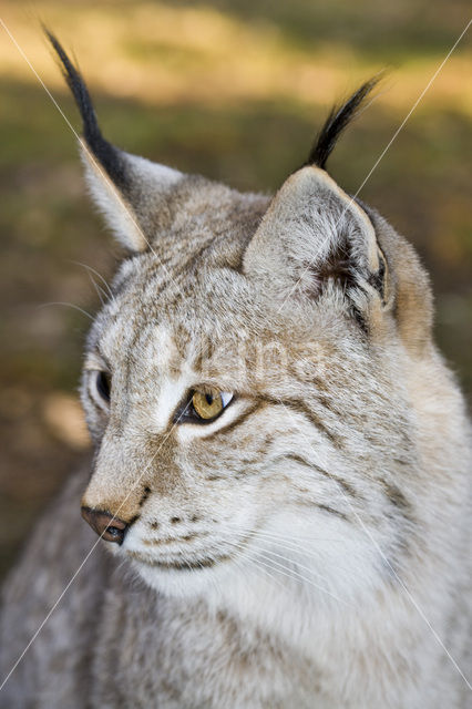 Euraziatische lynx (Lynx lynx)