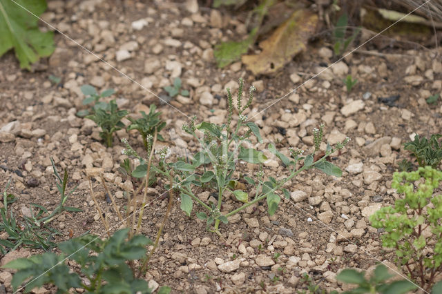 Europese heliotroop (Heliotropium europaeum)