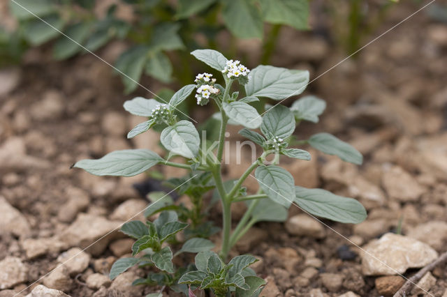 Europese heliotroop (Heliotropium europaeum)