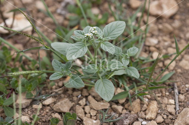 Europese heliotroop (Heliotropium europaeum)