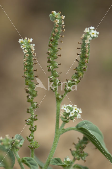 Europese heliotroop (Heliotropium europaeum)