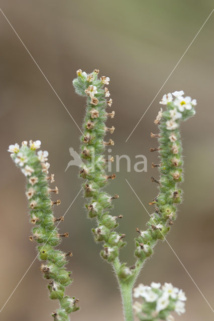 Europese heliotroop (Heliotropium europaeum)