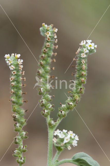 Europese heliotroop (Heliotropium europaeum)