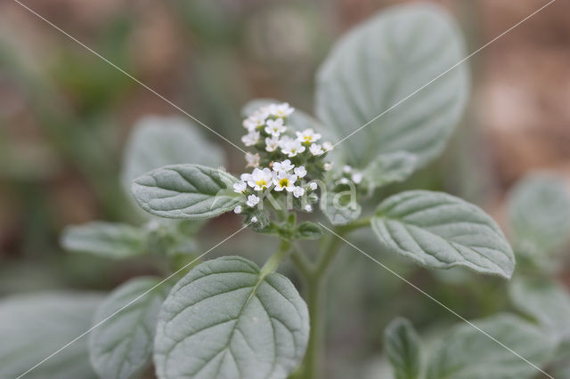 Europese heliotroop (Heliotropium europaeum)