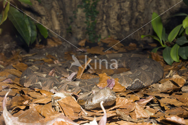 Gabon-adder (Bitis gabonica)