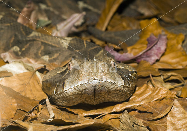 Gabon-adder (Bitis gabonica)