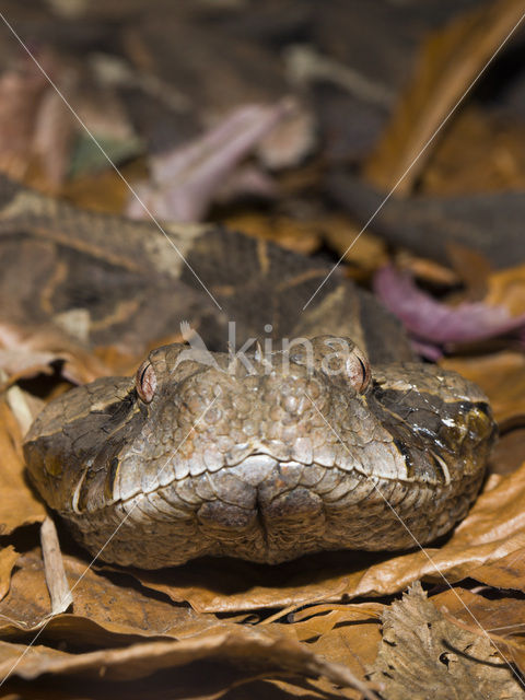 Gabon-adder (Bitis gabonica)