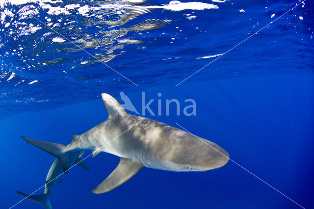 Galapagoshaai (Carcharhinus galapagensis)