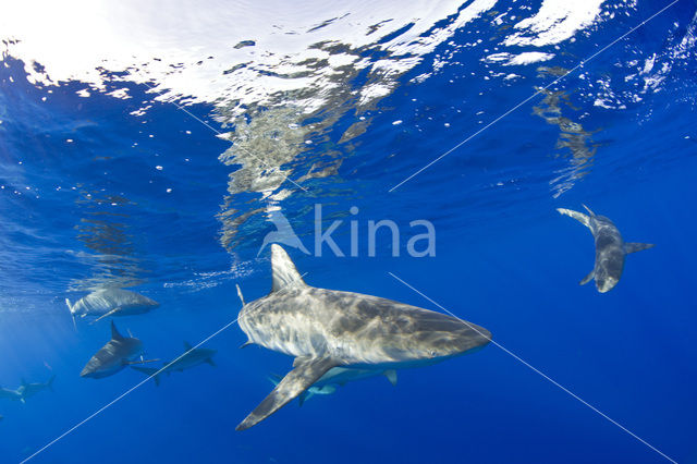 Galapagoshaai (Carcharhinus galapagensis)