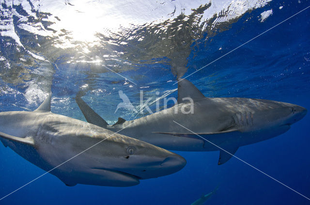 Galapagoshaai (Carcharhinus galapagensis)