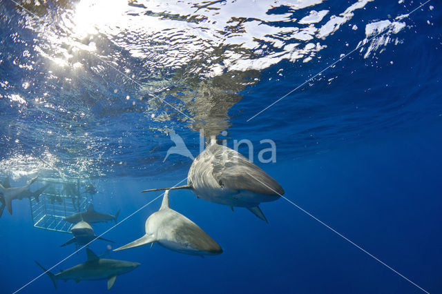 Galapagoshaai (Carcharhinus galapagensis)