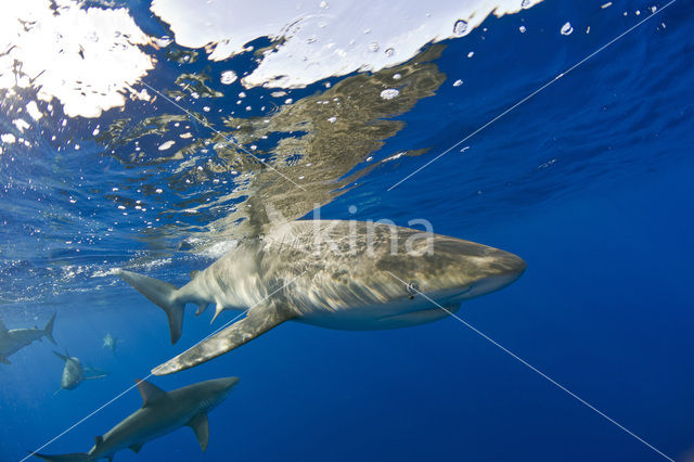 Galapagoshaai (Carcharhinus galapagensis)