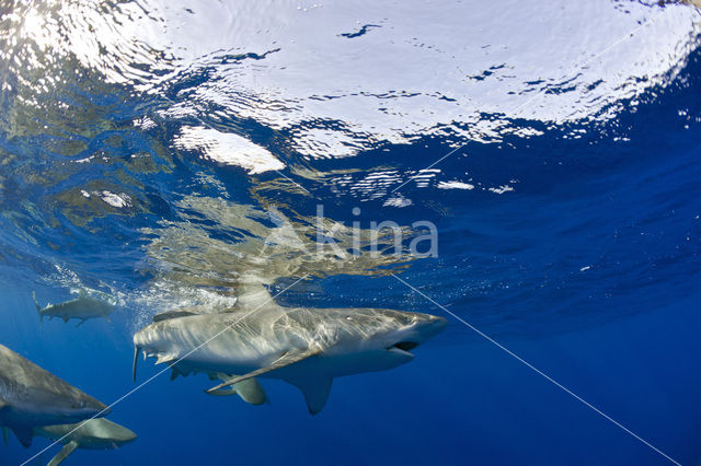 Galapagoshaai (Carcharhinus galapagensis)