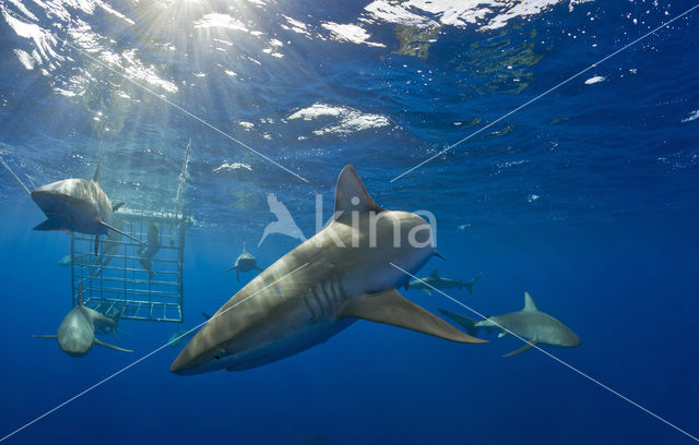 Galapagoshaai (Carcharhinus galapagensis)