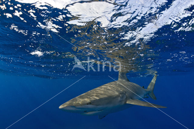 Galapagoshaai (Carcharhinus galapagensis)