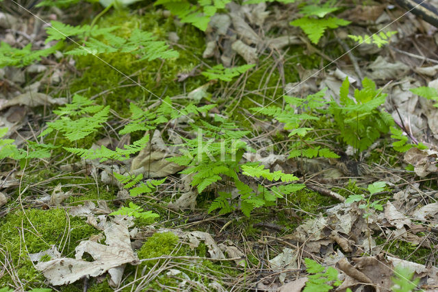 Gebogen driehoeksvaren (Gymnocarpium dryopteris)